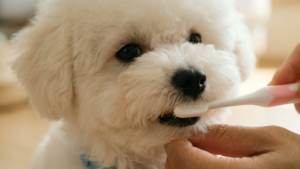 강아지 스케일링 비용, 양치질만 잘해도 훨씬 줄일 수 있어요